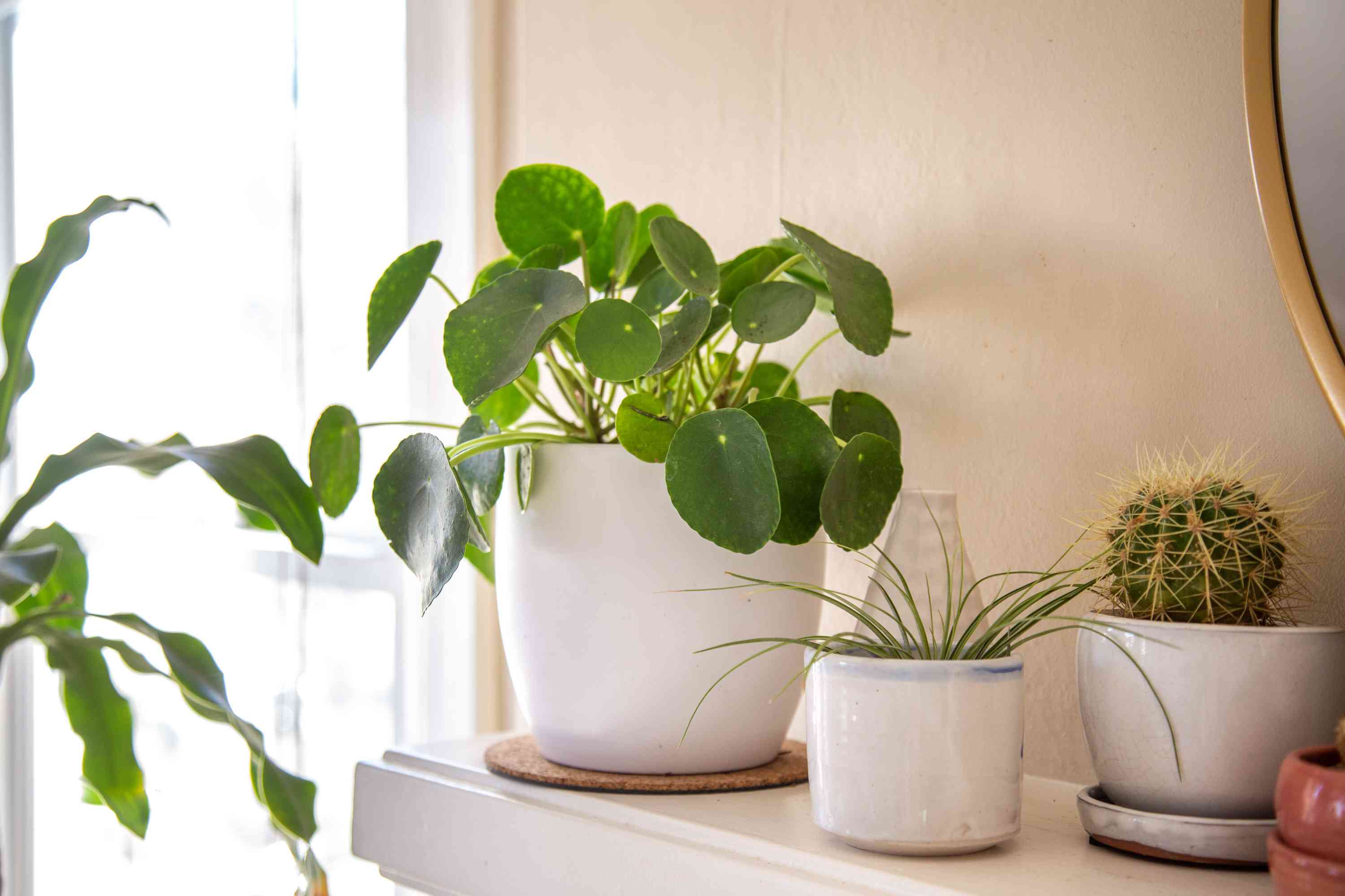 How to Grow Chinese Money Plant (Pilea Peperomioides)