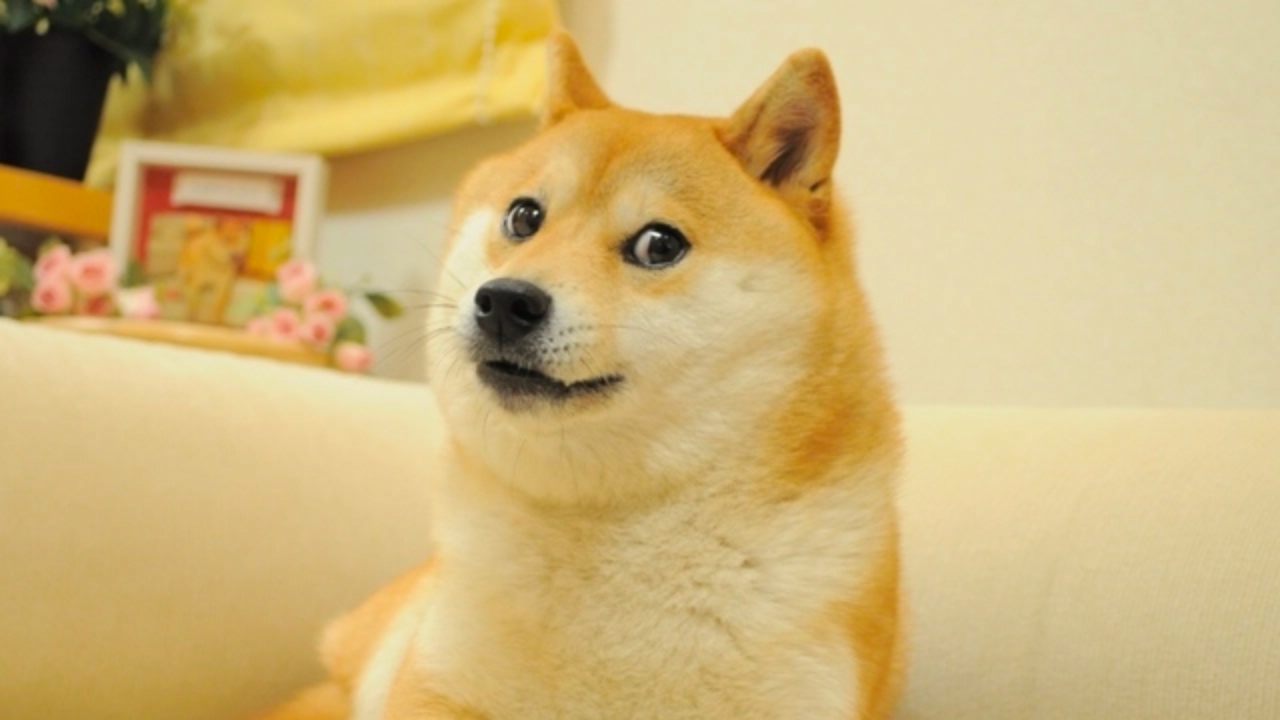 DDHPxSddLS7RVCsVdP34ezfZKJ4p9LDogq - Dogecoin Address