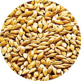 Barley Prices: Latest Price, Market Analysis, Historical & Forecast