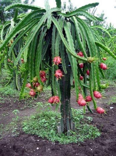 Wallace Ranch Dragon Fruit Farm