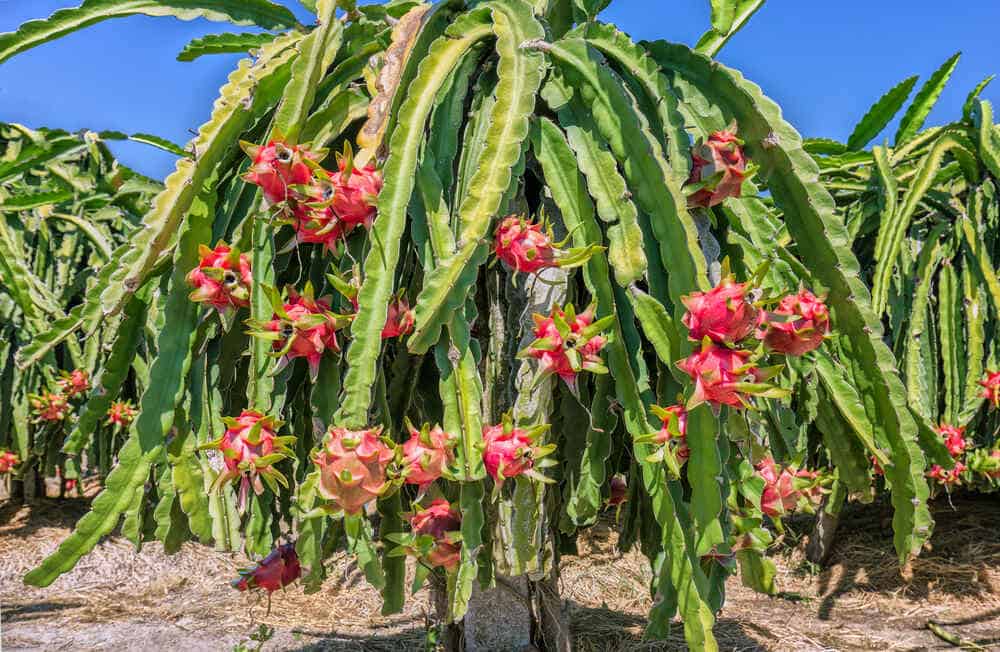 Rare Dragon Fruit