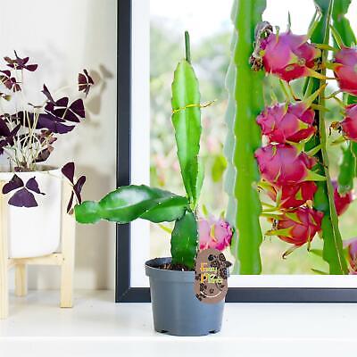 Buy Dragon Fruit - Plant online from Nurserylive at lowest price.