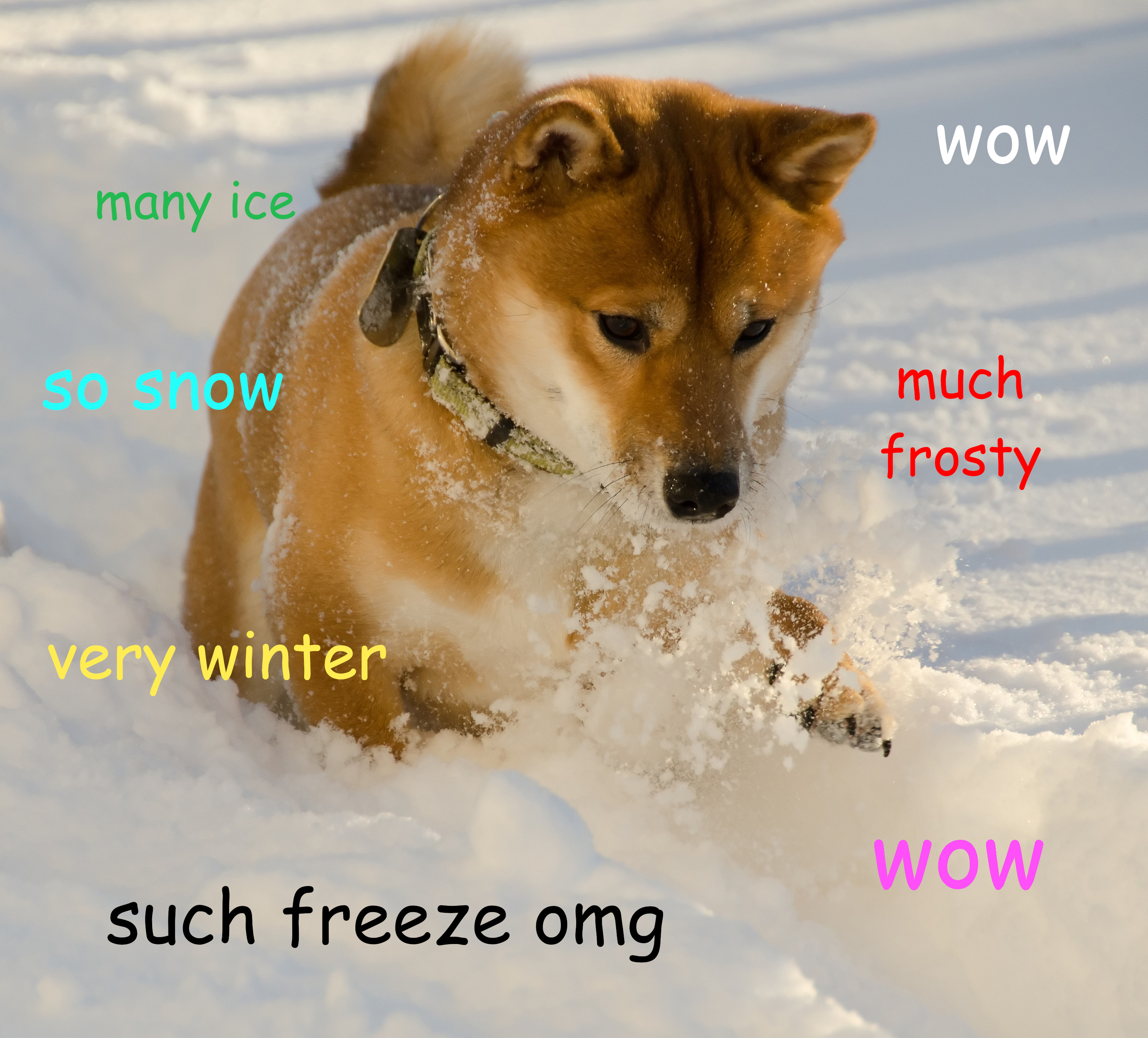 Cheems, the Shiba Inu meme dog, has died | Hacker News