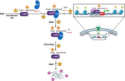 Cryptic MYC insertions in Burkitt lymphoma: New data and a review of the literature | PLOS ONE