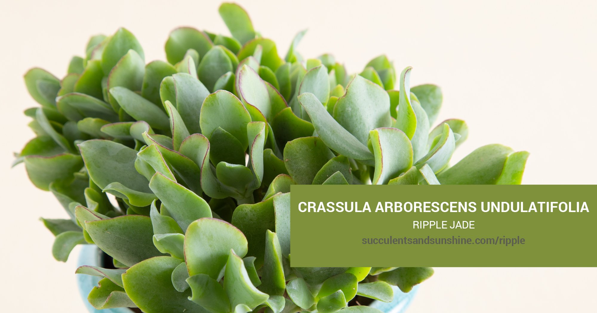 Crassula Ripple Jade – Fantastic Gardens