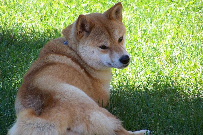 What Is Shiba Inu (SHIB) in Cryptocurrency, and How Does It Work?